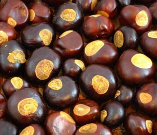 buckeyes